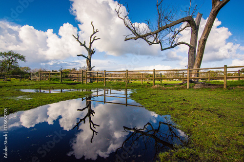 Dry trees reflected in a rain pool on a sunny winter day in Cape Town, South Africa