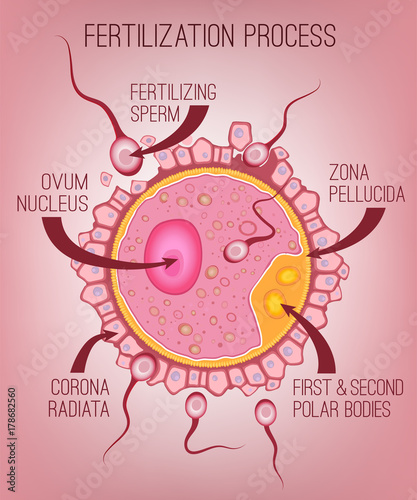 Female egg structure