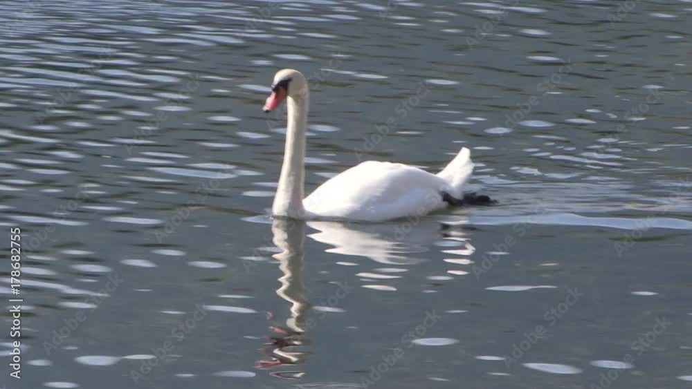 Schwan Schwan