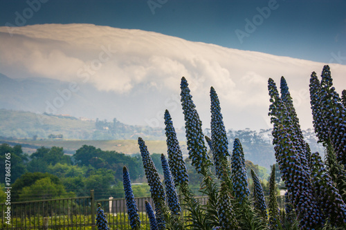 Penstemon flowers silhouetted against clouds moving over the mountains near Cape Town, South Africa