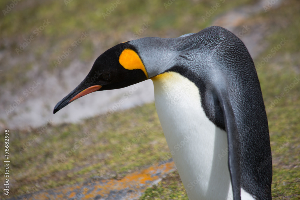 Fototapeta premium Königspinguine auf den Falklandinseln