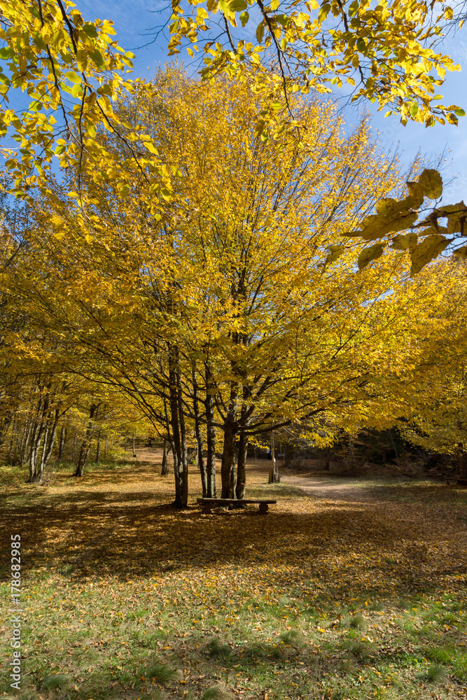 Autumn Landscape with yellow near Devil town in Radan Mountain, Serbia Autumn Landscape with yellow near Devil town in Radan Mountain, Serbia