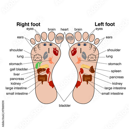Reflexology zones of the feet vector illustration.