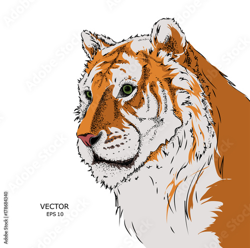 Fototapeta Naklejka Na Ścianę i Meble -  Portrait of a tiger. Can be used for printing on T-shirts, flyers and stuff. Vector illustration