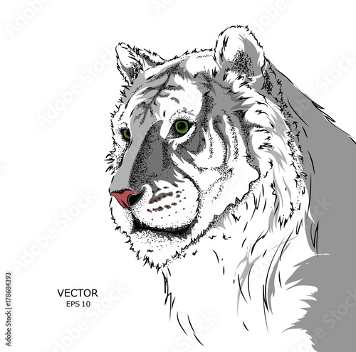 Fototapeta Naklejka Na Ścianę i Meble -  Portrait of a tiger. Can be used for printing on T-shirts, flyers and stuff. Vector illustration