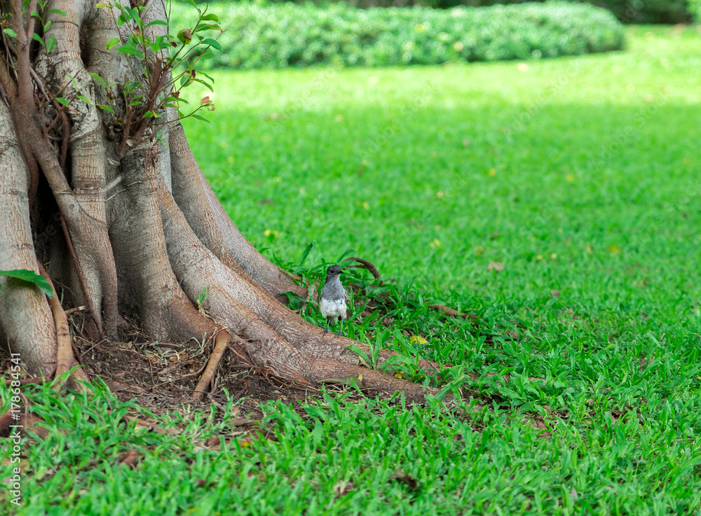 Copsychus saularis bird standing on the root of tree in the garden. Copsychus saularis bird standing on the root of tree in the garden.