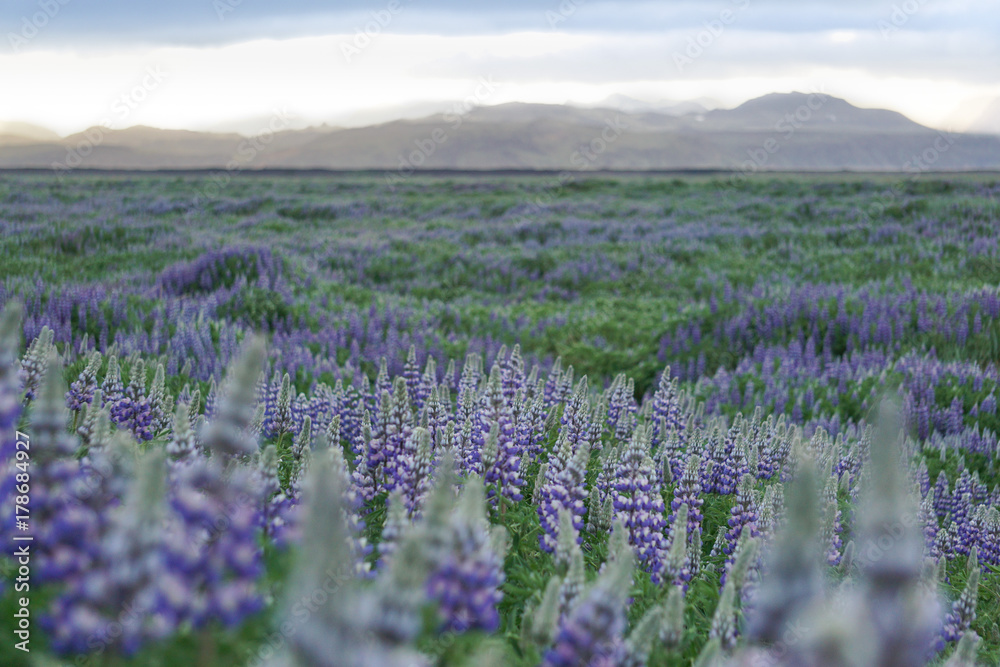 Naklejka premium Field