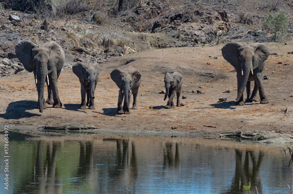 Obraz premium Elephant family reacting to crocodiles in water