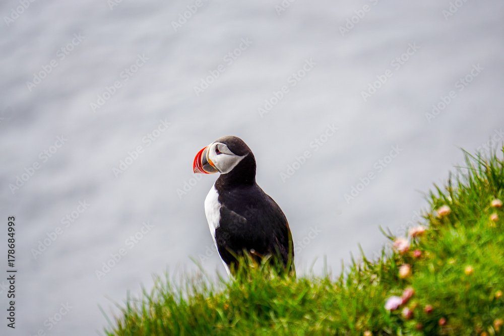 Fototapeta premium Puffin