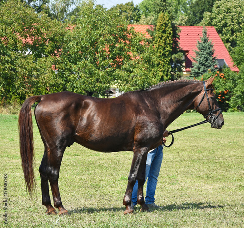 Young brown horse standing outdoor