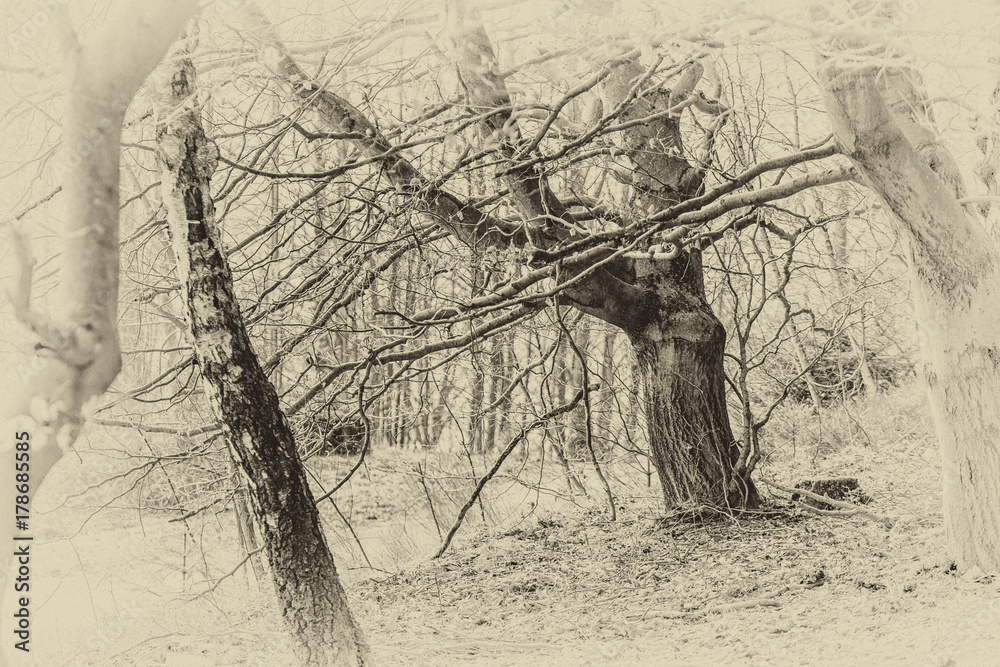 Fototapeta premium AlterBaum