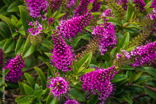 Profusion of purple Hebe flowers in spring in Cape Town, South Africa