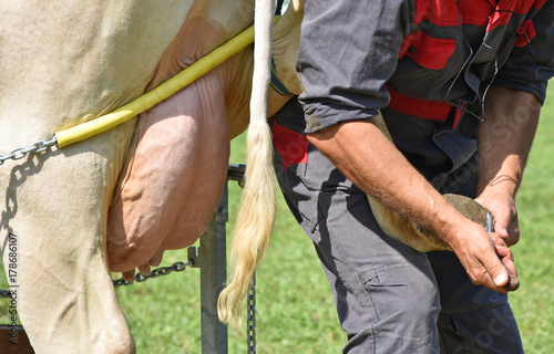 Veternarian heals the hood of a cow