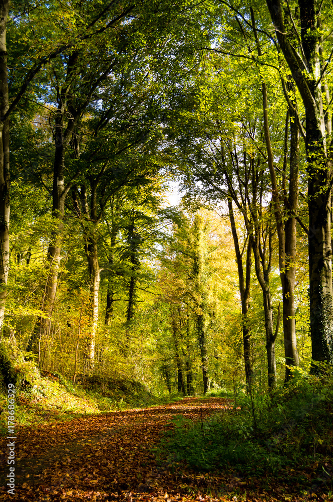 Fototapeta premium Autumnal trail surrounded by trees