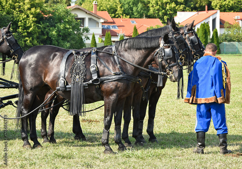 Brown horses standing on the meadow