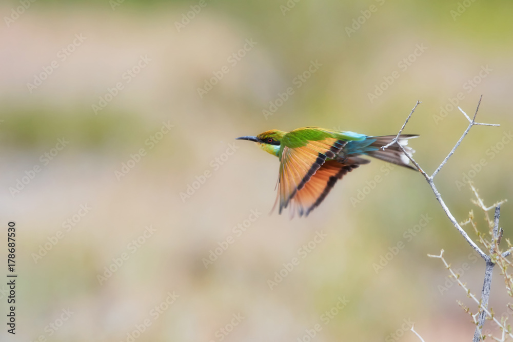 Obraz premium Attractive bird, Swallow-tailed bee-eater, Merops hirundineus in fly with orange wings and bright green and blue body. Nomadic african bird. Arid Kgalagadi transfrontier park, Botswana.
