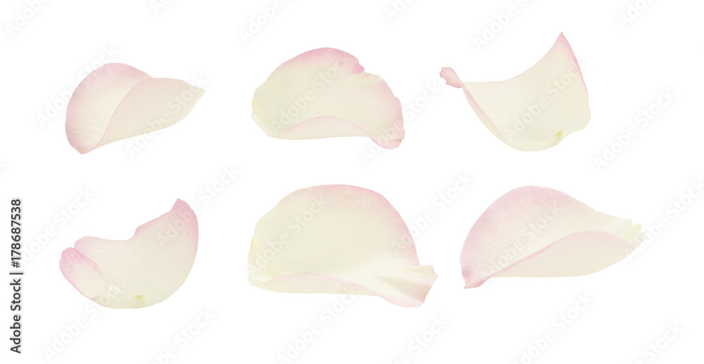 Set of white and pink rose petals - obrazy, fototapety, plakaty 