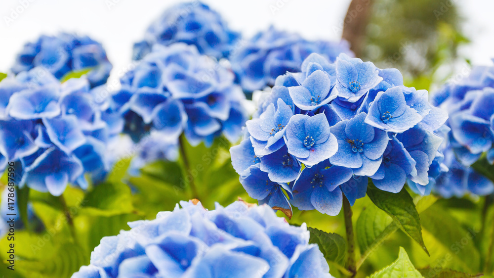 Flowers of hortensia Flowers of hortensia