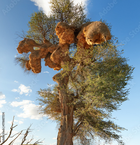 Permanent, large nests of sociable weaver, Philetairus socius,  on big tree against blue sky. View on sociable weaver's famous nest colony, largest bird-created structures in Kgalagadi, South Africa. photo