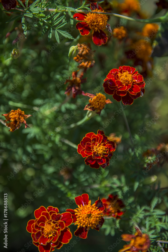 garden flowers garden flowers