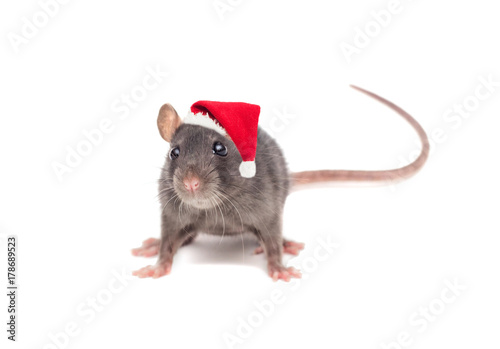 rat in a New Year's hat on white background