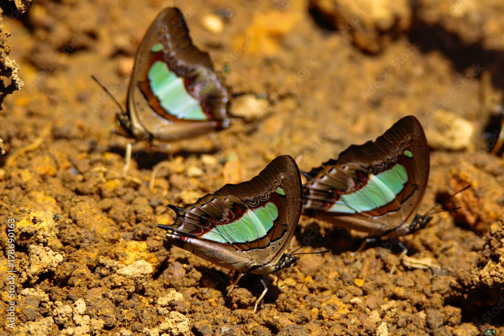 Common Nawab or Polyura athamas Common Nawab or Polyura athamas