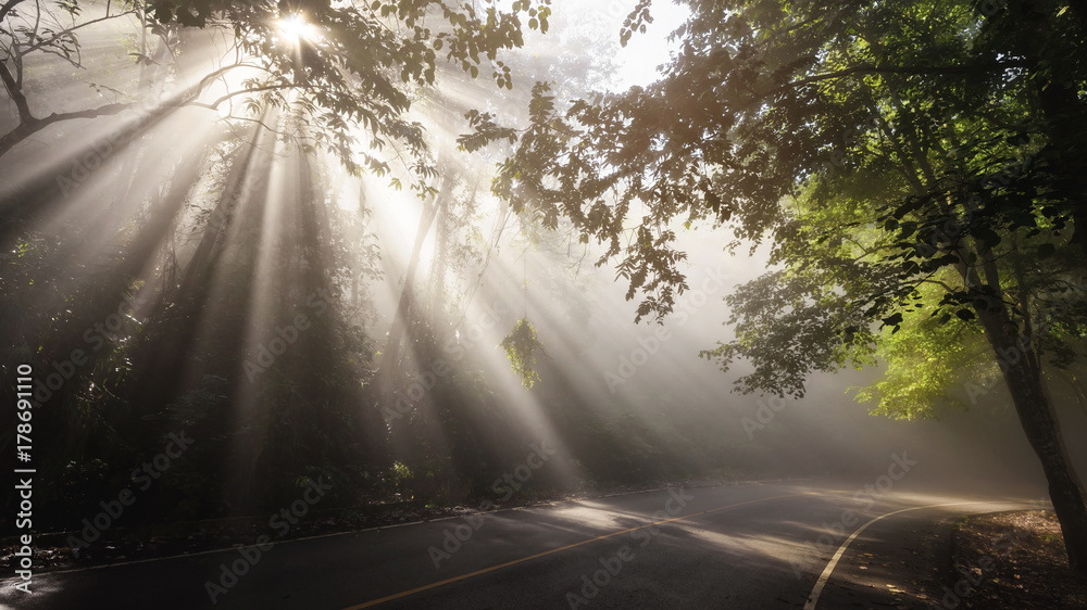 Obraz premium Landscape of rays through road and forest