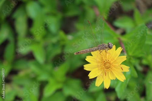 diasy flower in nature photo