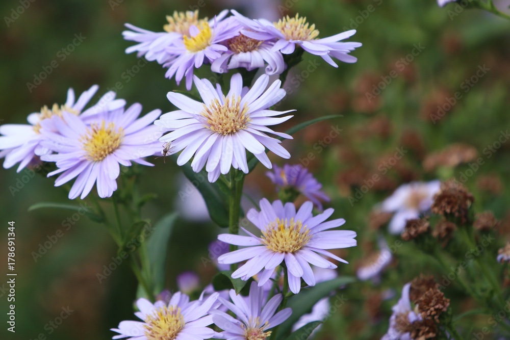 Fototapeta premium diasy flower in nature