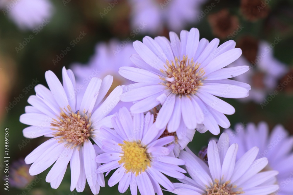 Fototapeta premium diasy flower in nature