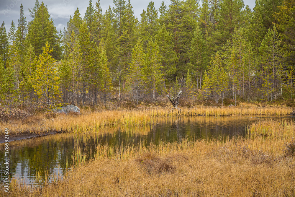 A beautiful river flowing through the Norwegian forest in autumn. Colorful landscape of fall.