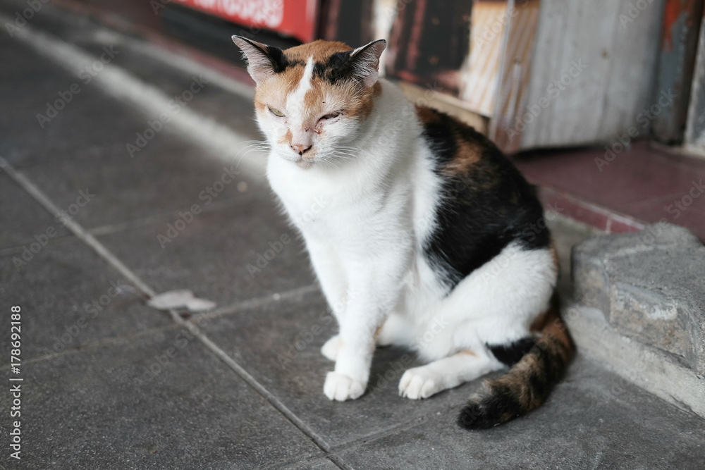 White cat lying on the concrete floor. Pet on the street. Homeless animal. White cat lying on the concrete floor. Pet on the street. Homeless animal.