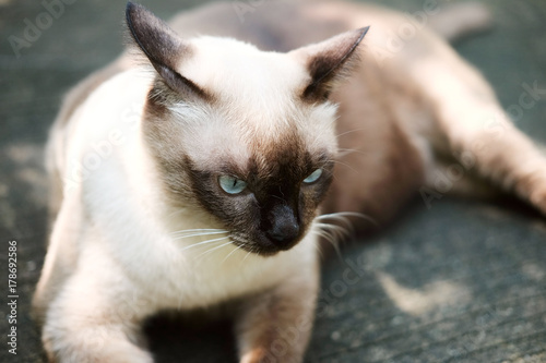 Thailand Cat lethargic.Siam cat sit on cement floor. Cat sit on white floor.