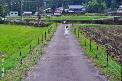 コスモス畑の農道を歩く子供たち