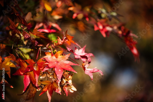 Fall maple leaf with bokeh background