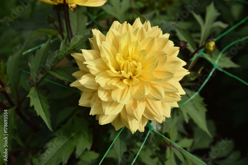 Fototapeta Naklejka Na Ścianę i Meble -  Dahlia jaune en été au jardin