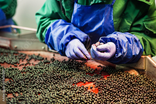 People at work.Unrecognizable workers hands in protective blue gloves make selection of frozen berries.Factory for freezing and packing of fruits and vegetables.Low light and visible noise.