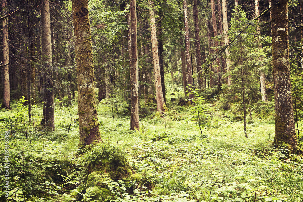 Fototapeta premium Austrian pine tree wood with ground covered by green moos and low vegetation