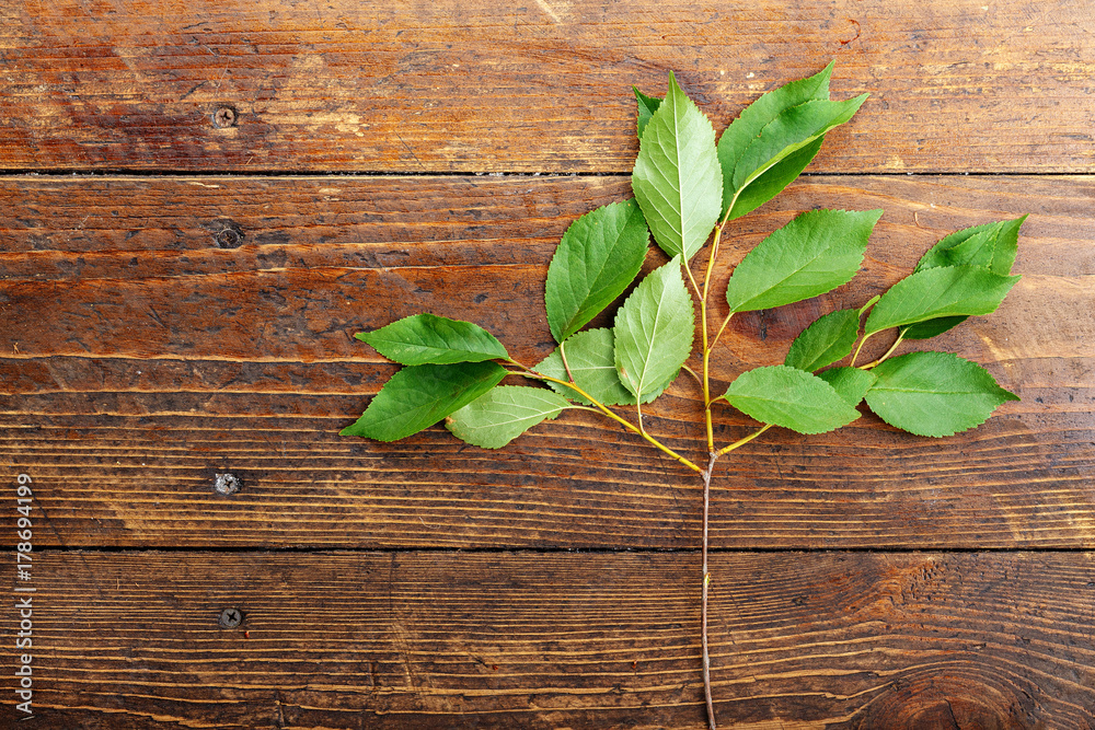 Sweet cherry leaves on a wooden background Sweet cherry leaves on a wooden background