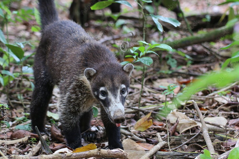 Fototapeta premium white-nosed coati (Nasua narica), also known as the coatimundi. Corcovado national park, Costa Rica