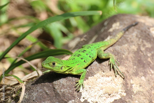 Neotropical Green Anole (Anolis biporcatus), green lizard on a rock, portrait close up, in Tortuguero National Park, Costa Rica.