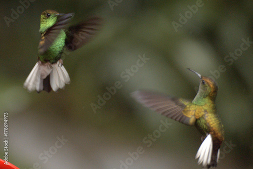 A couple of Coppery-headed Emerald (Elvira cupreiceps) dancing hummingbirds. Monteverde, Costa Rica. photo