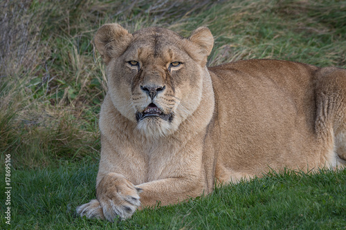 A lioness lying and relaxing on the grass with her paws crossed and staring forward