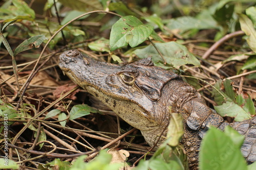 A young caiman (caiman cocodrilus) hiding in the Costa Rica rainforest in Tortuguero Park.