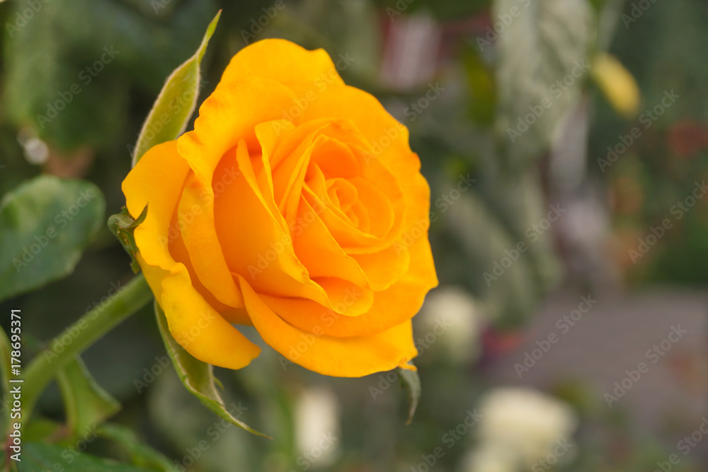 Yellow tea rose grows in the garden at sunny day Yellow tea rose grows in the garden at sunny day