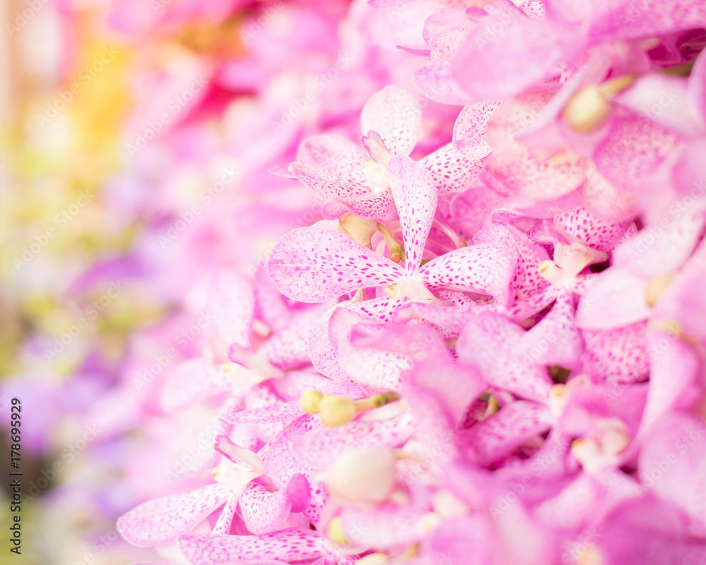 Obraz premium beautiful orchid as background