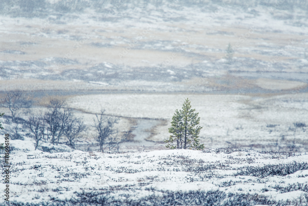 A beautiful Norwegian landscape in first snow in autumn. White, snowy scenery. A beautiful Norwegian landscape in first snow in autumn. White, snowy scenery.
