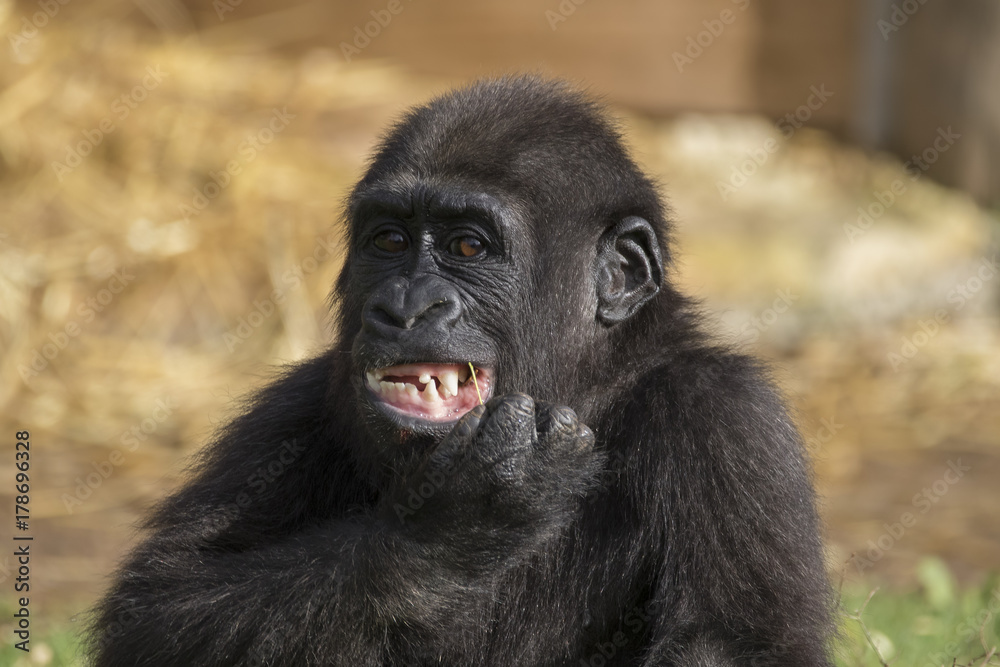 Obraz premium gorilla portrait