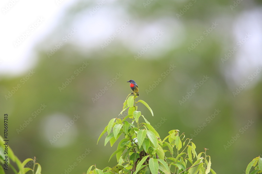Midget flowerpecker (Dicaeum aeneum) in Solomon Island Midget flowerpecker (Dicaeum aeneum) in Solomon Island