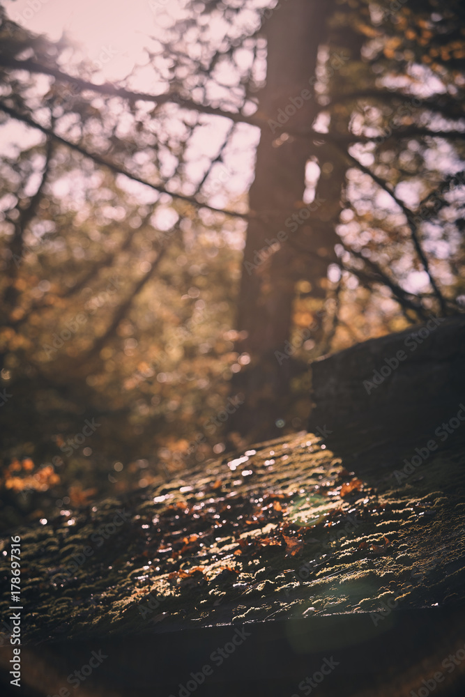 Fototapeta premium fall sunrise through oak leaves